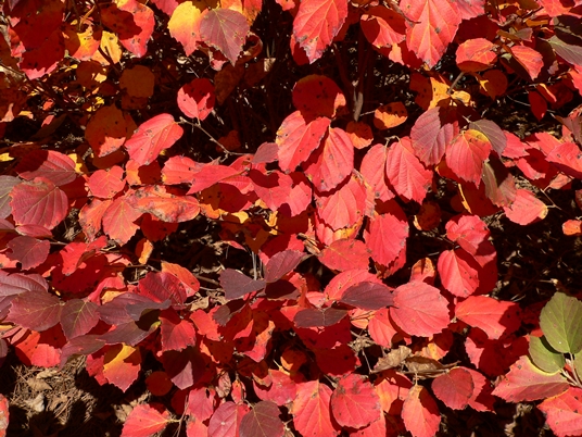 {Fothergilla gardenii}
